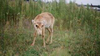 Минэкологии рассматривает способы управления растущей популяцией сайгака