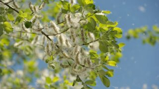 Пожарные попросили астанчан не поджигать пух с тополей