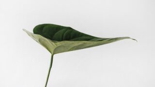 Растения чувствуют начало и конец прикосновений без нервов, установили ученые