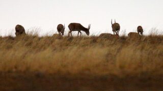 В Казахстане планируют начать работу по выплатам фермерам за урон от сайгаков