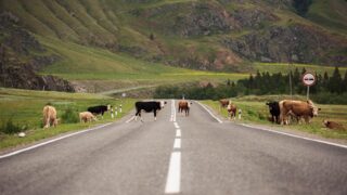 В Казахстане тестируют предупреждающую водителей систему о животных на дороге
