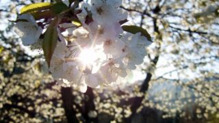 В Казахстане в ближайшие трое суток ожидается ясная погода без осадков