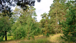 В Риддере тысячи дубов, кедров, елей и лип находятся под угрозой вырубки