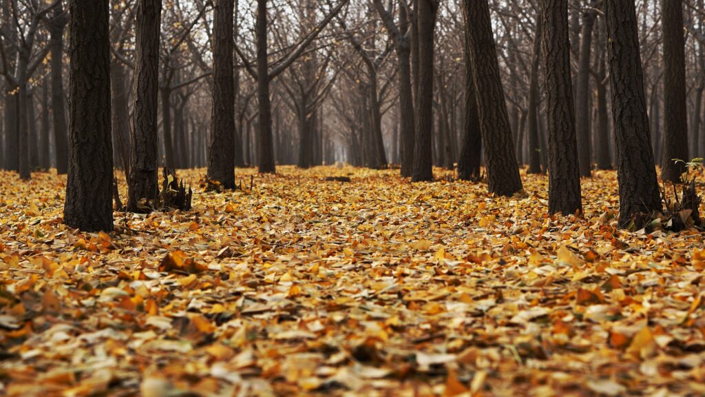 Фото: Pixabay