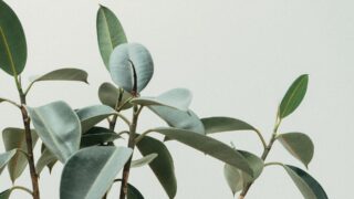 В Университете Ауэзова запущен проект по производству электроэнергии из растений