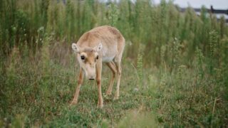 В Западно-Казахстанской области начался сезон размножения сайгаков