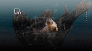 Вновь обнаружены десятки мертвых тюленей на побережье Каспийского моря в Мангистауской области