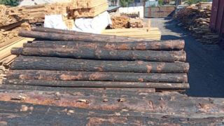 «Вывозят деревья из «Семей Орманы» после пожара»: полиция проверила рассылку