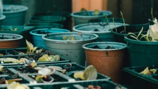 95% овощных семян в Казахстане импортируются