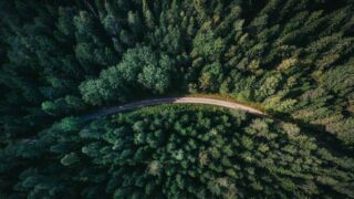 Аким области Улытау объяснил, почему запретил посещение лесов в регионе