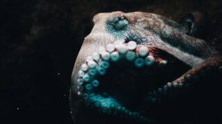 Чернила осьминога против рака: новый подход к лечению