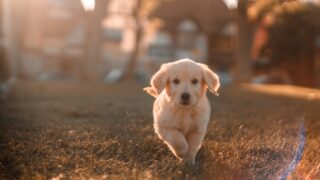 Долголетие собак: как благополучие района, доход семьи и общение влияют на здоровье питомца