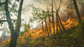 Два вертолета подключили к тушению пожара в резервате «Семей орманы»