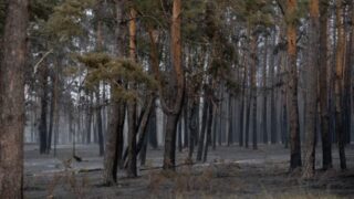 Из-за низкого спроса на древесину Костанайский лес столкнулся с проблемой возрождения