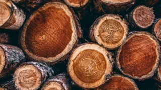 Казахстан продлил запрет на вывоз лесоматериалов на полгода