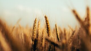 Котировки кукурузы и пшеницы растут на фоне засухи и сомнений в урожае