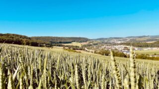 Неделя может закончиться с повышением фьючерсов на сою и пшеницу