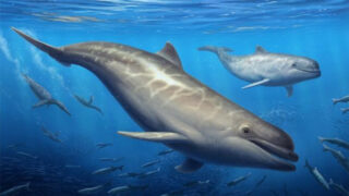 Открытие палеонтологов: новый вид ископаемых зубатых китов найден на западе США