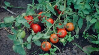 Посевные площади в Казахстане выросли почти до 170 тысяч гектар