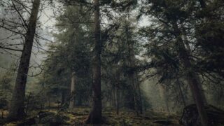 Россиянка, страдавшая потерей памяти, найдена в Кокшетау после ночлега в лесу