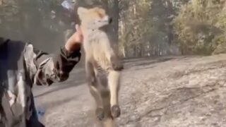 Спасенный лисенок — история спасения пожара в лесу области Абай