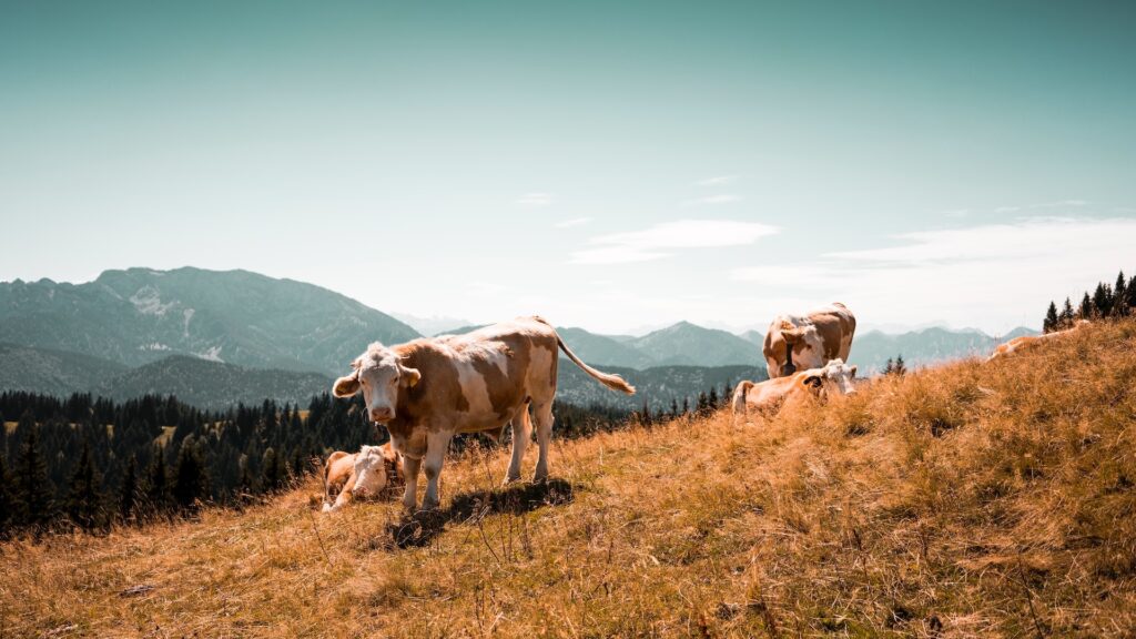 Фото: Timo Wagner / Unsplash
