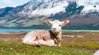 Стоимость жертвенного животного на Курбан айт в Казахстане колеблется от 35 до 45 тысяч тенге