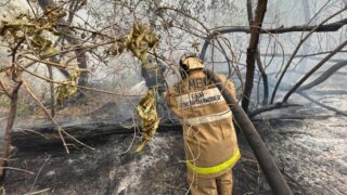 Трое работников лесничества погибли в результате пожара в области Абай