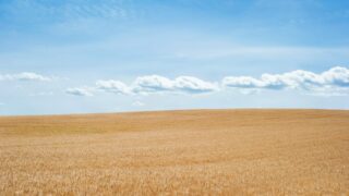 В Акмолинской области участки лесного фонда на сумму 678 млн тенге были возвращены государству