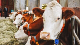 В Казахстане увеличивается темп развития молочной отрасли