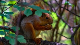 В Алматы намерены создать пять новых парков общей площадью около 100 га