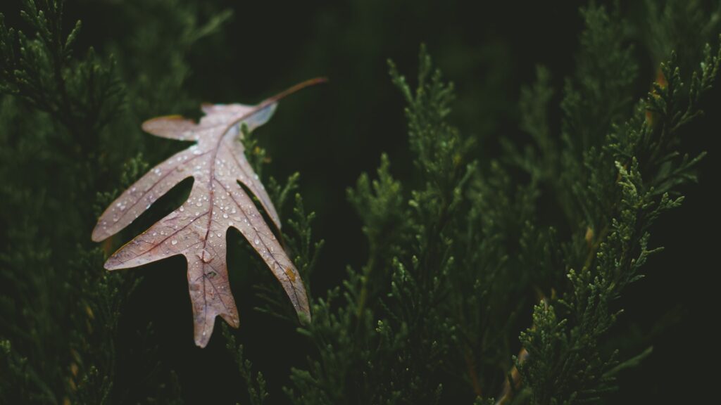 Фото: Unsplash