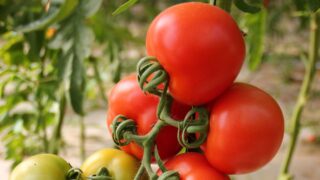 В Казахстане хотят развить внутренний рынок органической продукции