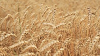 В Казахстане почти нет глубокой переработки зерна – Карашукеев