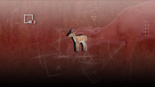 В Казахстане предлагают начать охоту на сайгаков для сохранения урожая