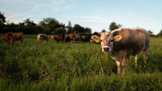 В Кызылординской области обнаружено заболевание бруцеллезом у 19 человек