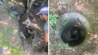 В Усть-Каменогорске спасатели помогли теленку выбраться из глубокой ямы