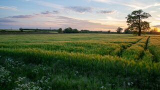 В Жетысуйской области планируют вернуть 220 тысяч гектаров неиспользуемых земель