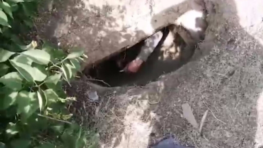 Фото: кадр из видео