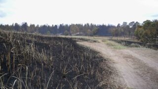 За 10 дней до пожара руководство «Семей Орманы» осудили на 10 лет за ОПГ и коррупцию