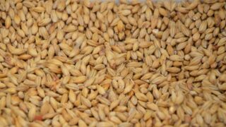 Запрет России на ввоз семян вызывает беспокойство у казахстанских аграриев