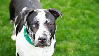 Житель Атырау выпустил на людей собаку бойцовской породы