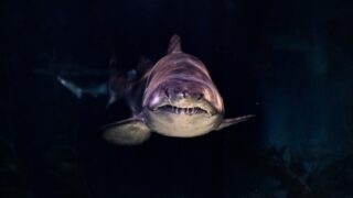 Акулы-наркоманы: ученые изучают зависимость акул от кокаина у побережья Флориды