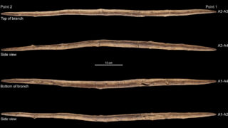 Археологи нашли самый древний бумеранг в Германии, возраст которого составляет более 300 тысяч лет
