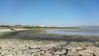 В природном резервате «Акжайык» массово погибли птицы