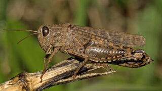 Депутат говорит, что предупреждали акиматы относительно нашествия саранчи