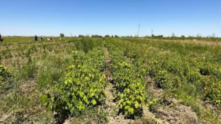 Для населенных пунктов Туркестанской области утверждены специальные виды семян