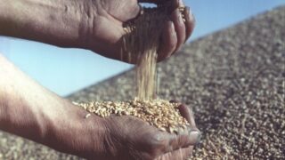 Эксперт спрогнозировал увеличение экспорта пшеницы казахстанской