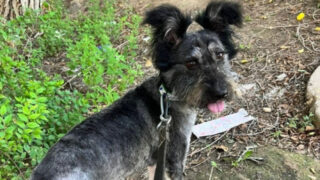 Казахстанские зоозащитники спасли проведшую два месяца в колодце собаку