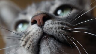 Казахстанский ветконтроль пояснил, есть ли в стране кошачий коронавирус